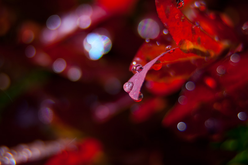 Melted Frost On Leaf